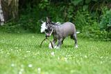 CHIEN NU CHINOIS 282